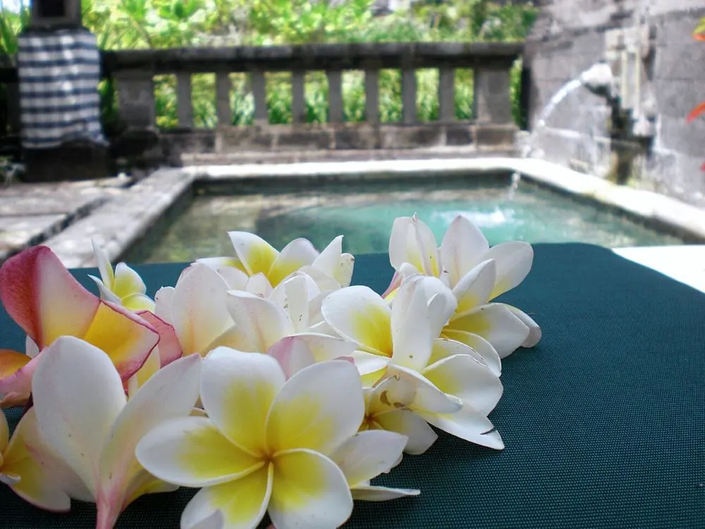 Piscine privée et frangipaniers