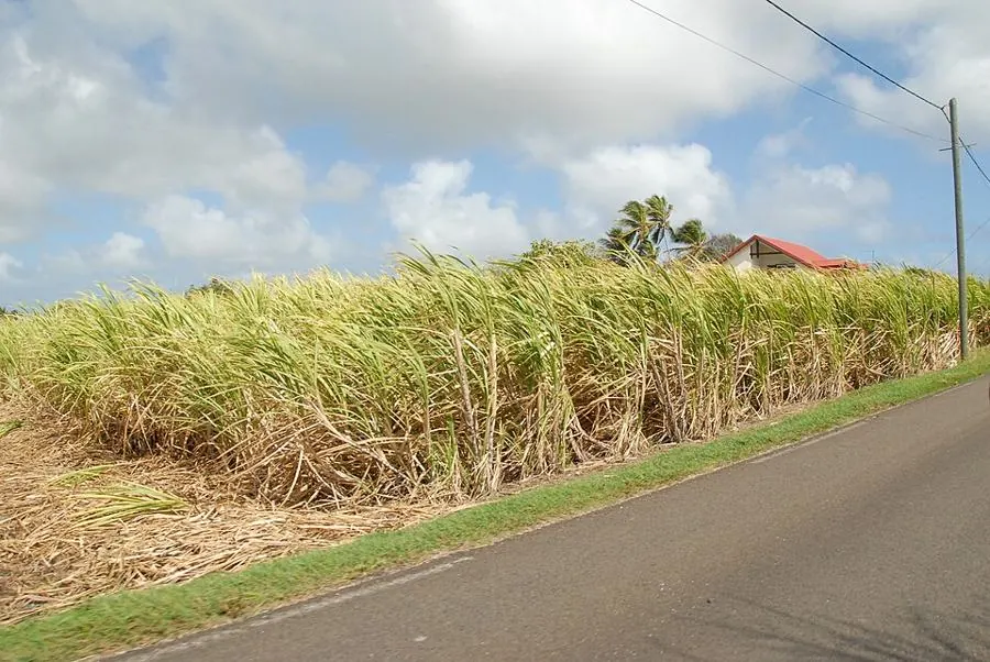 Champ de canne à sucre en Guadeloupe
